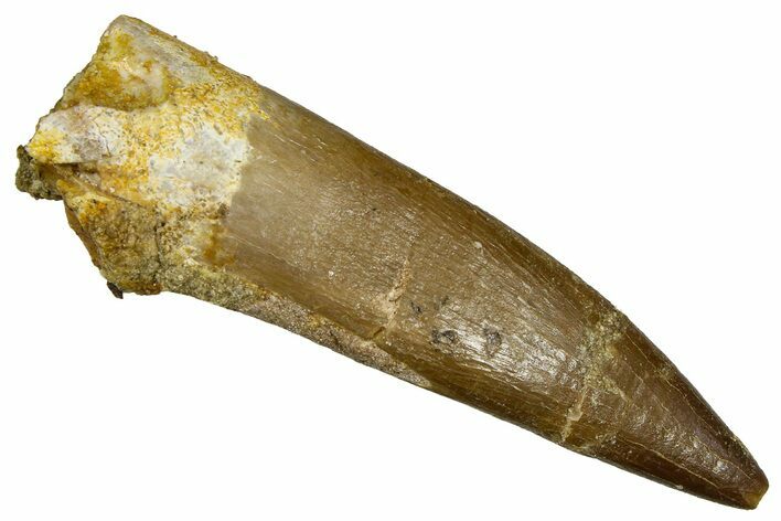 Fossil Plesiosaur (Zarafasaura) Tooth - Morocco #369952
